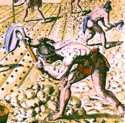 Timucua Natives Planting